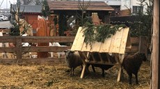 V Jindřichově Hradci vlezl neznámý muž o třetí adventní neděli do betléma a... V Jindřichově Hradci vlezl neznámý muž o třetí adventní neděli do betléma a...