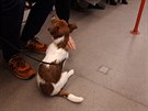 I tuto kuriozitu jsem viděl v metru. I tuto kuriozitu jsem viděl v metru.