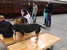 Jedním z dalších zajímavých případů, které jsem viděl na cestách metrem je neukázněná majitelka psů na Strašnické 17.11.2019. Dva psi nebyli na vodítku a ani neměli náhubek. Na majitelku nezabralo ani upozornění puštěné rozhlasem v metru. Psi klidně lez Jedním z dalších zajímavých případů, které jsem viděl na cestách metrem je neukázněná majitelka psů na Strašnické 17.11.2019. Dva psi nebyli na vodítku a ani neměli náhubek. Na majitelku nezabralo ani upozornění puštěné rozhlasem v metru. Psi klidně lez