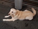 Další snímek do výzvy. Stanice Letenské náměstí, konkrétně prostor před místní prodejnou je místem s velkou koncentrací psů. Další snímek do výzvy. Stanice Letenské náměstí, konkrétně prostor před místní prodejnou je místem s velkou koncentrací psů.