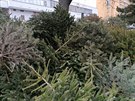 V bytech a v domech vánoční stromečky dosloužily teď do konce ledna budou u kontejnerů na sídlištích. Nebo třeba i vandaly rozházené na vozovce. Manžel, který pracuje pro IZS, byl včera vyslán s kolegou na Olšanské náměstí do ulice Prokopova, kde byly roz V bytech a v domech vánoční stromečky dosloužily teď do konce ledna budou u kontejnerů na sídlištích. Nebo třeba i vandaly rozházené na vozovce. Manžel, který pracuje pro IZS, byl včera vyslán s kolegou na Olšanské náměstí do ulice Prokopova, kde byly roz