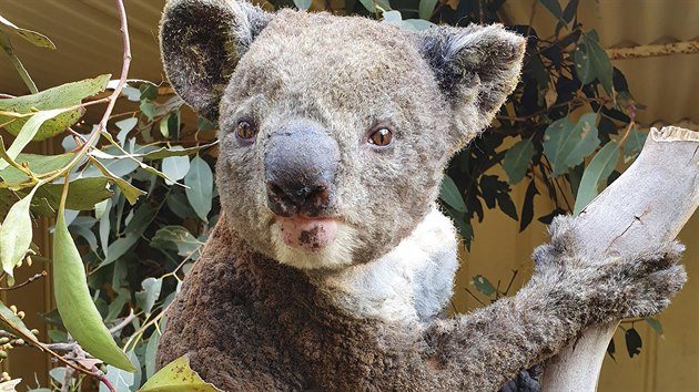 Zachráněný medvídek koala. Klokaní ostrov je zřejmě nejvíce zasaženým místem... Zachráněný medvídek koala. Klokaní ostrov je zřejmě nejvíce zasaženým místem...