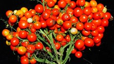 Nový druh kompaktních rajčat vhodný pro pěstování ve stísněném městském... Nový druh kompaktních rajčat vhodný pro pěstování ve stísněném městském...
