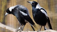 Flétňák australský Flétňák australský