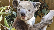 Zachráněný medvídek koala. Klokaní ostrov je zřejmě nejvíce zasaženým místem... Zachráněný medvídek koala. Klokaní ostrov je zřejmě nejvíce zasaženým místem...