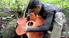 Rostlina s názvem Raflézie Tuan-Mudae (Rafflesia tuan-mudae) dosáhla po... Rostlina s názvem Raflézie Tuan-Mudae (Rafflesia tuan-mudae) dosáhla po...