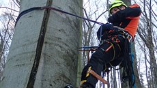 Záchrana paraglidisty z koruny asi ticetimetrového stromu u Chvalova na...