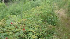 Lesy nad říčkou Mohelkou, které společnosti Forestman patří, nejsou chráněny... Lesy nad říčkou Mohelkou, které společnosti Forestman patří, nejsou chráněny...