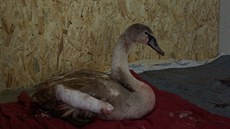 Labuť, která během silvestrovských oslav přišla o křídlo. (2. ledna 2020) Labuť, která během silvestrovských oslav přišla o křídlo. (2. ledna 2020)