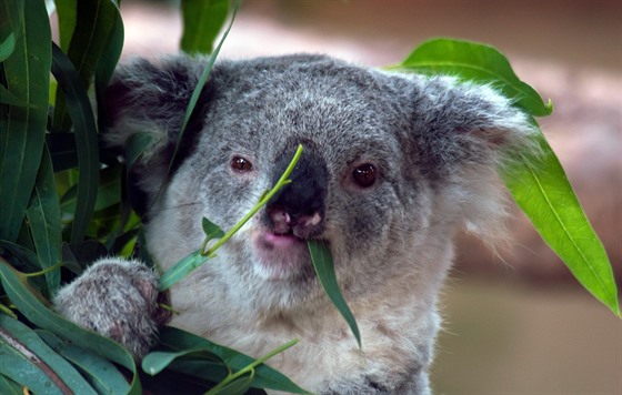 Koala se iví výhradn tko stravitelnými listy eukalyptu, pak je dlouhé...