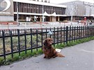 Jezevčík v Táboritské ulici v Praze 3 na Žižkově čeká trpělivě na majitele. Navíc má vedle sebe sáček pro pejskaře s nápisem Žižkov. Jezevčík v Táboritské ulici v Praze 3 na Žižkově čeká trpělivě na majitele. Navíc má vedle sebe sáček pro pejskaře s nápisem Žižkov.