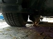 Kočka nedobrovolně absolvovala tříkilometrovou projížďku po Hlinsku zavěšená na... Kočka nedobrovolně absolvovala tříkilometrovou projížďku po Hlinsku zavěšená na...