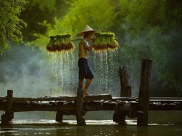 Pstitel re v Thajsku a Vietnamu jsou zvisl na nplavov pd, kterou...