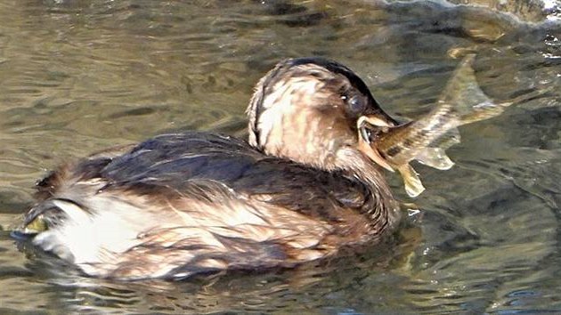 Letošní snímky čírek obecných na řece Dřevnici ve Zlíně.