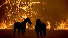 Kon sledují z ohrady hoící stromy u msta Bilpin na východ Austrálie. (21....