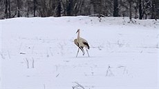 V Halenkově na Vsetínsku zůstal čáp bílý, který před zimou nestihl odletět do... V Halenkově na Vsetínsku zůstal čáp bílý, který před zimou nestihl odletět do...
