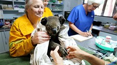 Hospitalizovaný koala v rukou záchraná. (Austrálie)