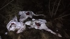 U cesty na pomezí mezi Krásnou Lípou a Varnsdorfem leželo pět mrtvých labutí,... U cesty na pomezí mezi Krásnou Lípou a Varnsdorfem leželo pět mrtvých labutí,...