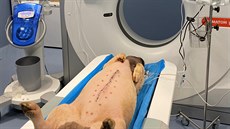 Vědci z Plzně získali nový výpočetní tomograf. Pomáhá jim při vývoji umělých... Vědci z Plzně získali nový výpočetní tomograf. Pomáhá jim při vývoji umělých...