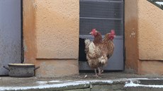 Štěpánov nad Svratkou, opatření proti ptačí chřipce. (19.1. 2020) Štěpánov nad Svratkou, opatření proti ptačí chřipce. (19.1. 2020)