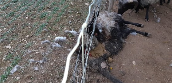 Farmái ve Vochov nedaleko Plzn pili o nejsilnjího berana. Zabil ho vlk.