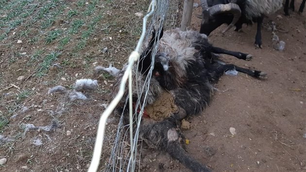 Farmáři ve Vochově nedaleko Plzně přišli o nejsilnějšího berana. Zabil ho vlk. Farmáři ve Vochově nedaleko Plzně přišli o nejsilnějšího berana. Zabil ho vlk.