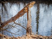 Práci vodních hlodavců objevili lidé u řek Vltavy za Boršovem směrem na České... Práci vodních hlodavců objevili lidé u řek Vltavy za Boršovem směrem na České...