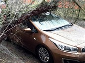Spadlý strom v Karlových Varech. (28.1.2020) Spadlý strom v Karlových Varech. (28.1.2020)