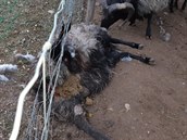 Farmáři ve Vochově nedaleko Plzně přišli o nejsilnějšího berana. Zabil ho vlk. Farmáři ve Vochově nedaleko Plzně přišli o nejsilnějšího berana. Zabil ho vlk.