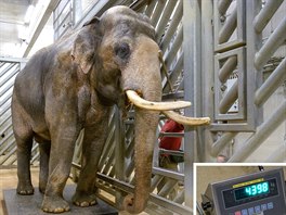 Samec Ankhor (4398 kg, 22.1.2020) je otcem obou sloních kluk i slat, jejich...