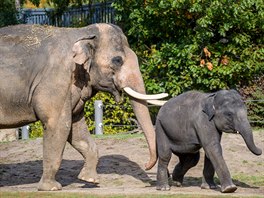 Rudi, nejmladí len praské sloní rodiny, se svým otcem Ankhorem v íjnu 2019.