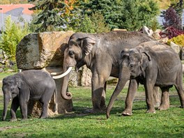 Sloní sameek Rudi, jeho otec Ankhor a opt bezí matka Tamara v íjnu 2019.