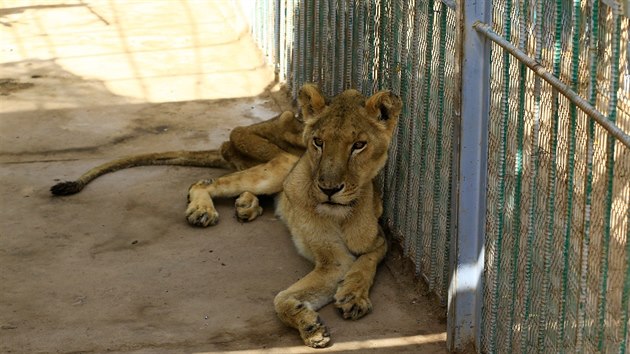 V chartmsk zoo u tdny hladovj lvi. (19. ledna 2020)