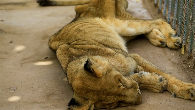 V chartmsk zoo u tdny hladovj lvi. (19. ledna 2020)