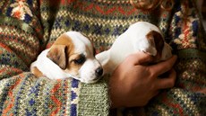 Dívka držící v náručí štěňata Dívka držící v náručí štěňata