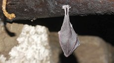 To je pohled. Vrápenci malí se během zimování halí do svých tmavých křídel. To je pohled. Vrápenci malí se během zimování halí do svých tmavých křídel.