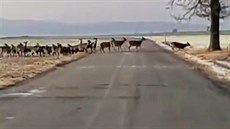 Internetem koluje video od řidiče, který nedaleko Líšťan na Plzeňsku náhodně... Internetem koluje video od řidiče, který nedaleko Líšťan na Plzeňsku náhodně...