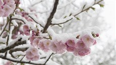 Občas u nás některé stromy či keře vykvetou uprostřed zimy, jako sakura na... Občas u nás některé stromy či keře vykvetou uprostřed zimy, jako sakura na...