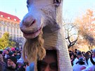 Děti i dospělí v maskách, proudem tekoucí slivovice, hasiči na starém voze i mnoho přihlížejících, to všechno přineslo dnešní Malostranské masopustní veselí. Průvod masek si zazpíval u sochy TGM a dále pokračoval Nerudovou ulicí směrem na Kampu, doprováze Děti i dospělí v maskách, proudem tekoucí slivovice, hasiči na starém voze i mnoho přihlížejících, to všechno přineslo dnešní Malostranské masopustní veselí. Průvod masek si zazpíval u sochy TGM a dále pokračoval Nerudovou ulicí směrem na Kampu, doprováze