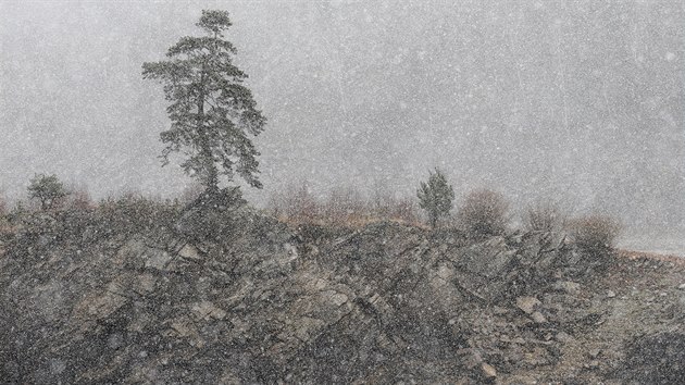 Chudobnsk borovice m zhruba 350 let. Podle patriot je symbolem houevnatosti. Odolv rozmarm klimatu i psoben lovka.