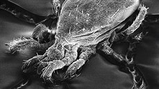 Roztoč Typhlodromus pyri dokáže účinně bojovat proti škůdcům stromů. Roztoč Typhlodromus pyri dokáže účinně bojovat proti škůdcům stromů.