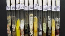 Příklady různých kultur ze Sbírky kultur hub (CCF) Příklady různých kultur ze Sbírky kultur hub (CCF)