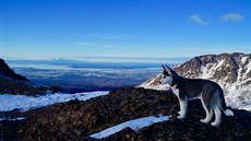 Nebezpečnější než medvěd je los, říká Češka, která se zabydlela na Aljašce Janina fenka husky Kira u Anchorage | na serveru Lidovky.cz | aktuální zprávy