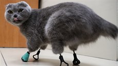 Nové tlapky z 3D tiskárny se osvědčily, tvar kočce vyhovuje. Nové tlapky z 3D tiskárny se osvědčily, tvar kočce vyhovuje.