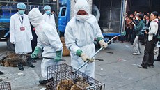 Čína v rámci zamezení šíření koronaviru přistoupila k zákazu obchodu s volně... Čína v rámci zamezení šíření koronaviru přistoupila k zákazu obchodu s volně...