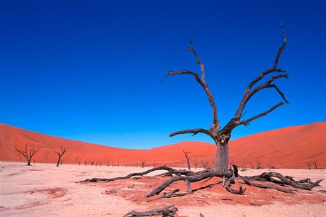 Dvacet let v Namibii. Čech ukazuje krásy černého kontinentu krajanům Kostry stromů v namibijské pustině Dead Vlei | na serveru Lidovky.cz | aktuální zprávy