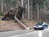 Vyvrácený strom u Libínského sedla na Prachaticku (10. února 2020) Vyvrácený strom u Libínského sedla na Prachaticku (10. února 2020)