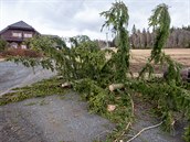 Silný vítr vyvrátil stromy na silnici z Nýrska do Železné Rudy. (10. 2. 2020) Silný vítr vyvrátil stromy na silnici z Nýrska do Železné Rudy. (10. 2. 2020)