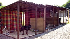 Útulku nadivoko se neuměli zbavit. Obec si však nakonec pomohla fíglem Útulku nadivoko se neuměli zbavit. Obec si však nakonec pomohla fíglem