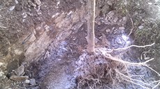 Agrogel pomáhá udret vodu v pd (ást je ho jet na zásypové zemin). Tyto...